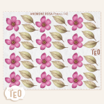 P-Small-142 Anemone Rosa