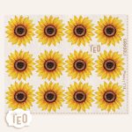 P-Small-114 Girasoli