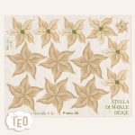 P-Small-36 Stella di Natale Beige